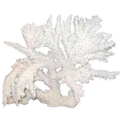 Large Branch Coral