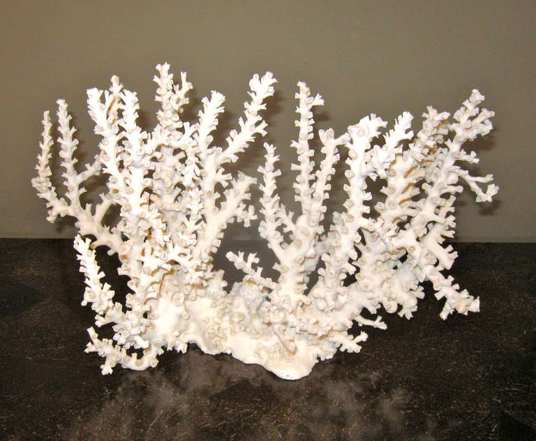Solomon Islands Collection of Natural Coral