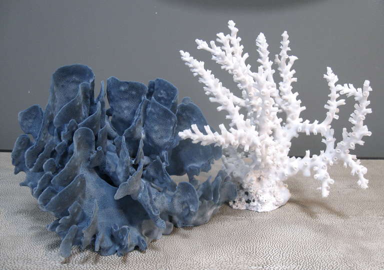 Collection of natural coral, featuring a large blue and an octopus coral. 
The other images represent various other corals available.
Contact dealer for additional variations, sizes and price points. 
Note:  Price and dimensions listed are for