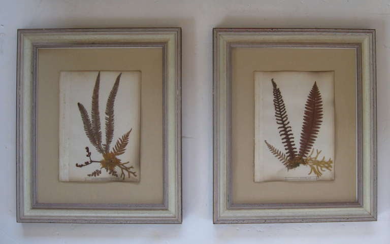 Collection of Early 19th Century Herbariums / Botanical Specimens