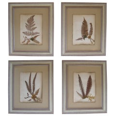 Collection of Early 19th Century Herbariums / Botanical Specimens