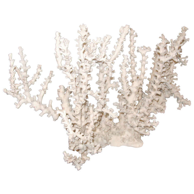 Collection of Natural Coral