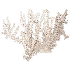 Collection of Natural Coral