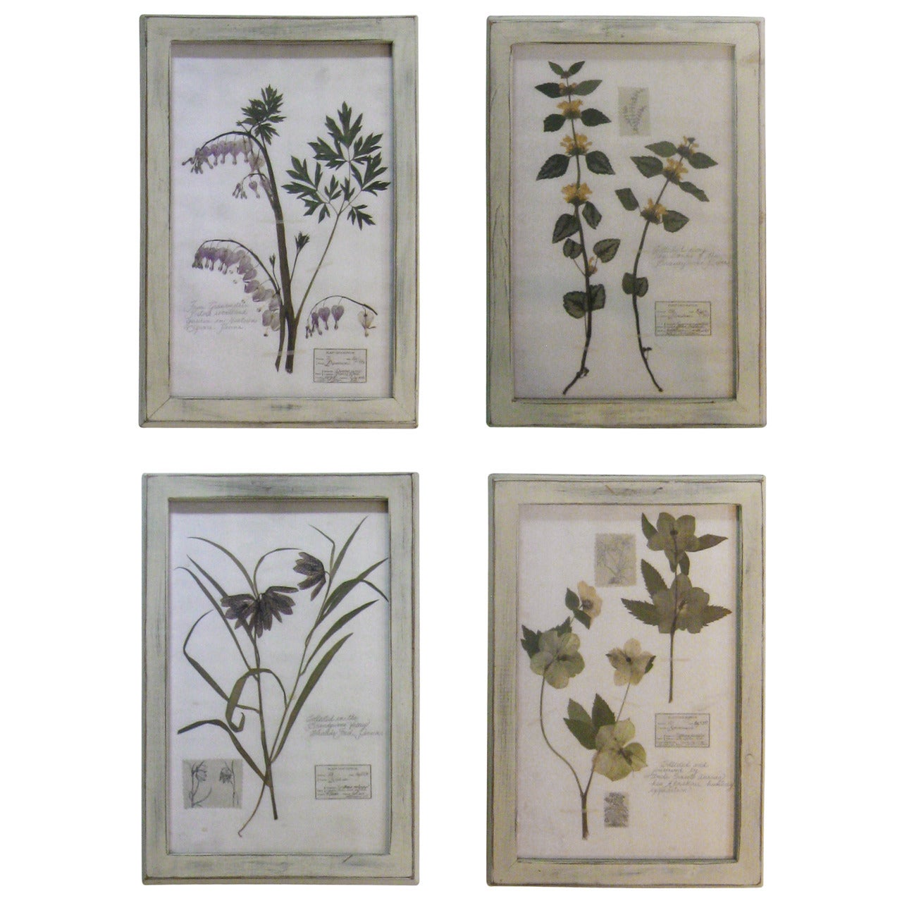 Collection of Botanicals Specimens / Herbariums