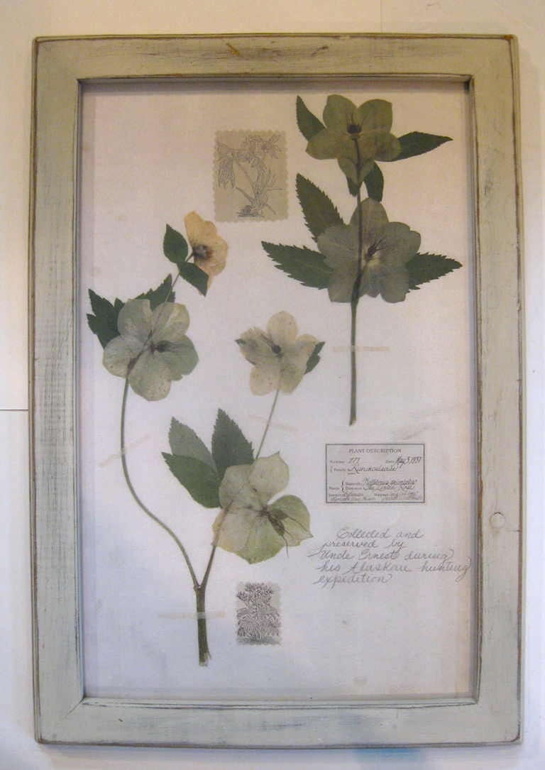 Collection of Botanicals Specimens / Herbariums In Excellent Condition In St.amford, CT