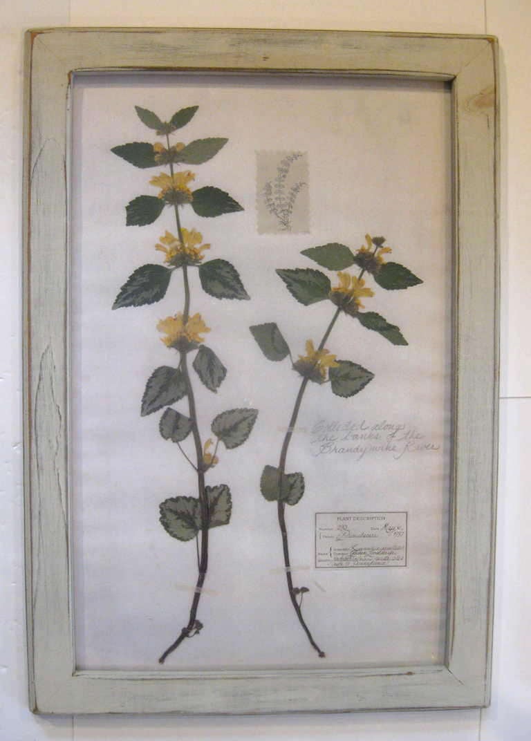 20th Century Collection of Botanicals Specimens / Herbariums