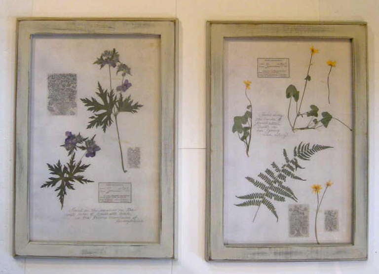 Collection of botanical specimens / herbariums (actual dried plants). Each has a hand written label mounted on the front, describing name, where found, date, etc. These were all collected by the same person, and there are hand written notations in