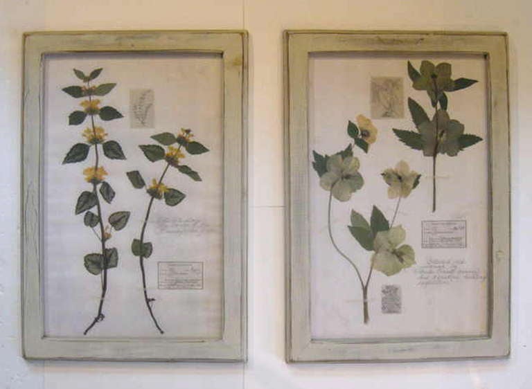 Other Collection of Botanicals Specimens / Herbariums