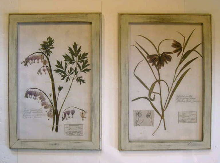 American Collection of Botanicals Specimens / Herbariums