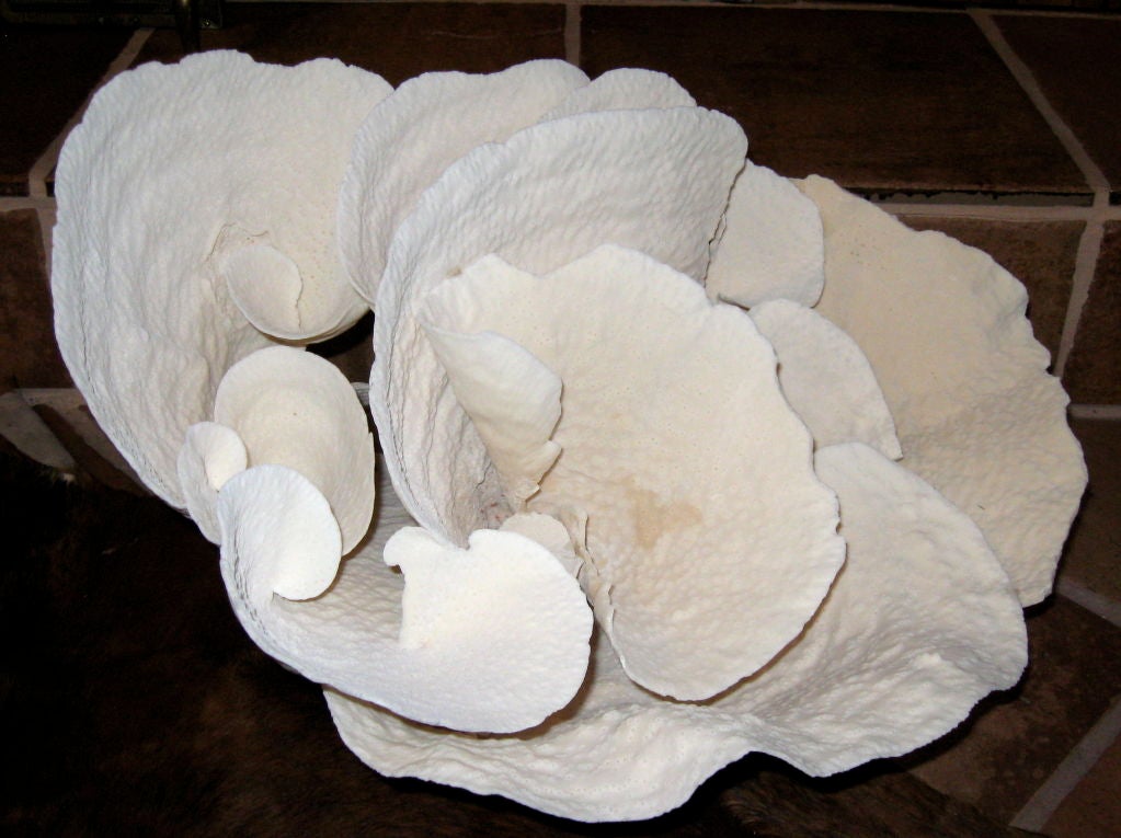 Very large, beautifully formed, natural coral formation in cup variety.  Sculptural in form.