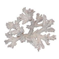 NATURAL CORAL FORMATION-BRANCH VARIETY