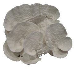 NATURAL CORAL FORMATION-CUP VARIETY