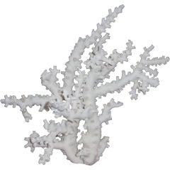 NATURAL CORAL FORMATION-OCTOPUS VARIETY