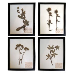 Vintage COLLECTION OF 10 BOTANICAL SPECIMENS