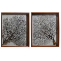 Vintage PAIR OF NATURAL SEA FANS IN SHADOW BOXES