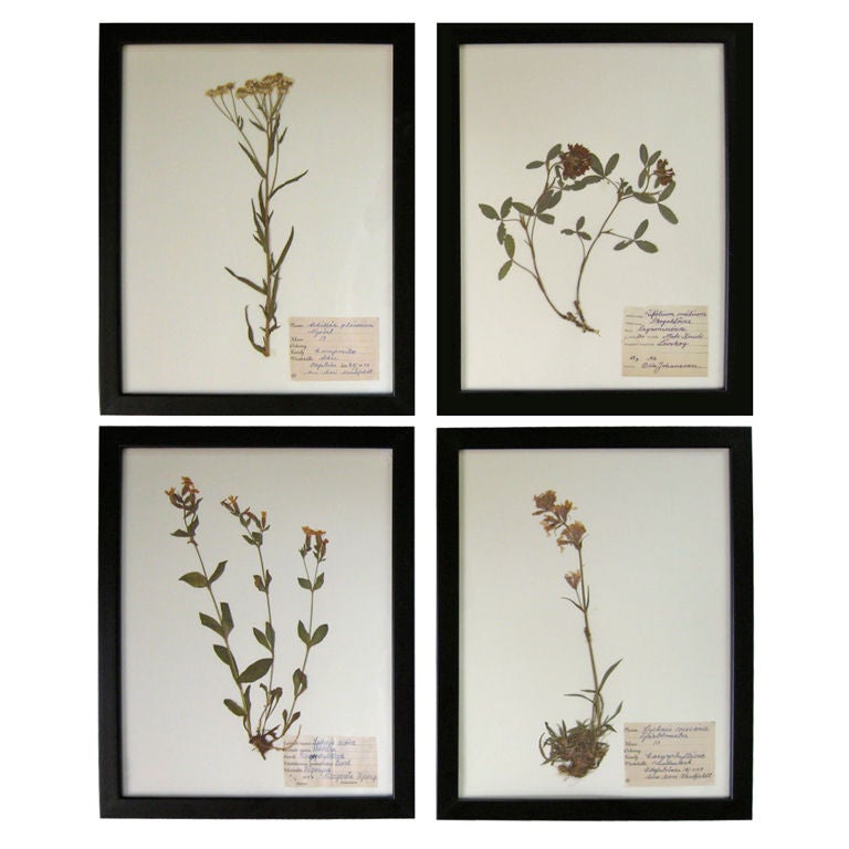 COLLECTION OF BOTANICAL SPECIMENS