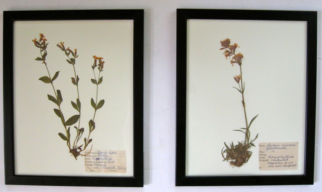 Collection of botanical specimens (actual dried plants) from Sweden. Each has a hand written label mounted on the front, describing name, where found, date, etc.
There are 10 in collection, 
Plants are quite full and dimensional, of excellent