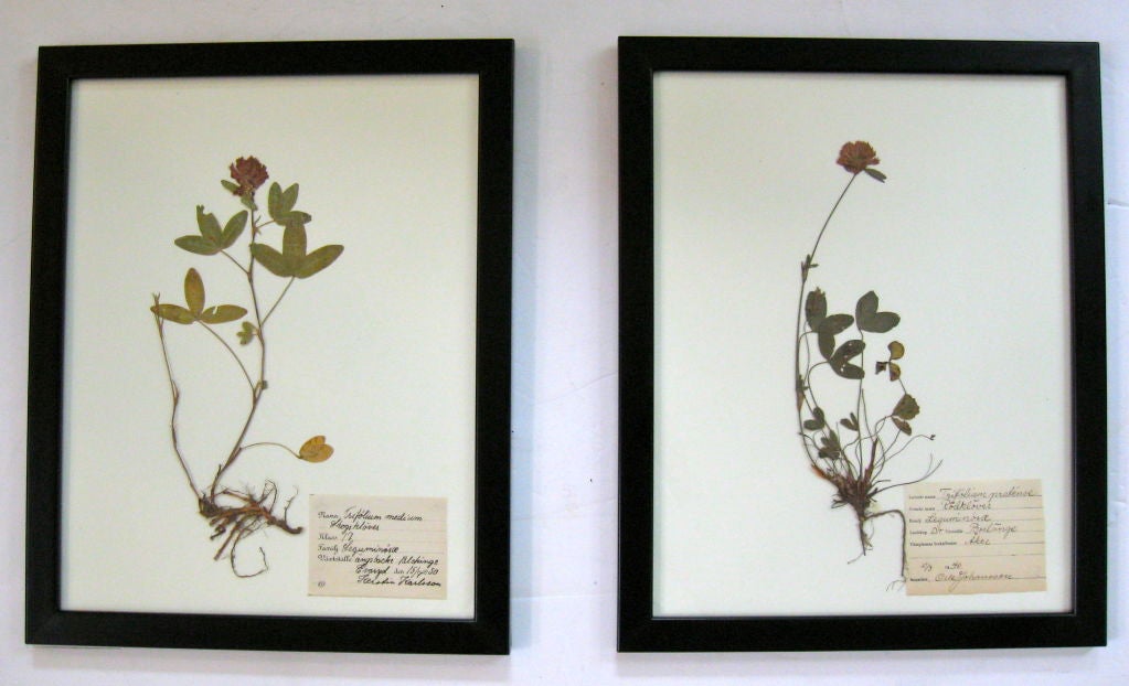 20th Century COLLECTION OF BOTANICAL SPECIMENS