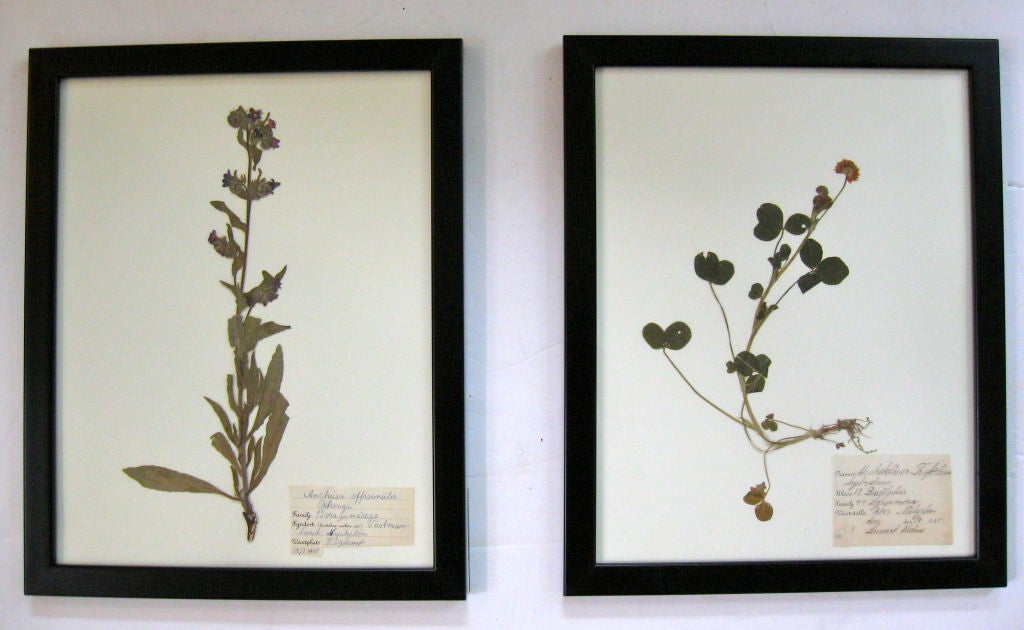 Paper COLLECTION OF BOTANICAL SPECIMENS