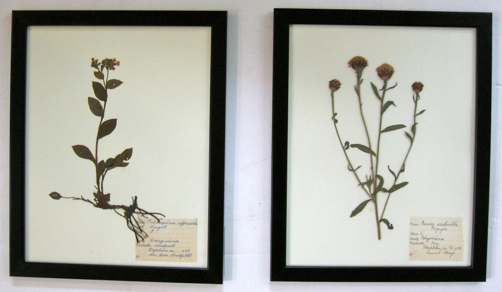 COLLECTION OF BOTANICAL SPECIMENS 1