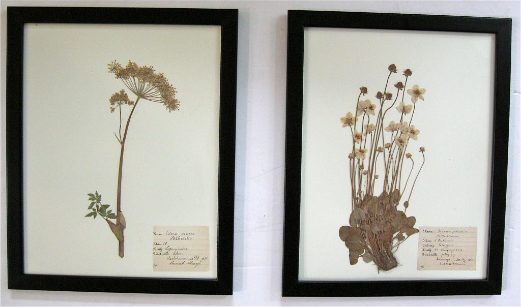 COLLECTION OF BOTANICAL SPECIMENS 2