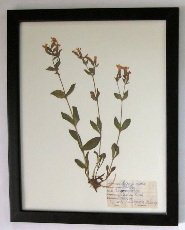 COLLECTION OF BOTANICAL SPECIMENS 3