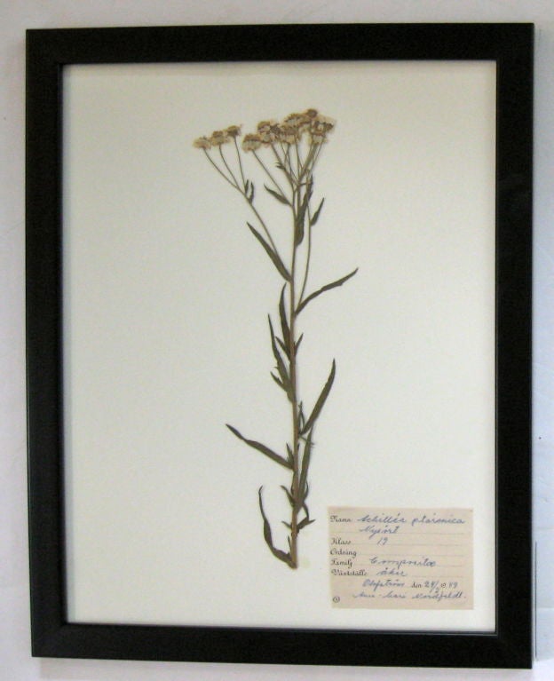 COLLECTION OF BOTANICAL SPECIMENS 4