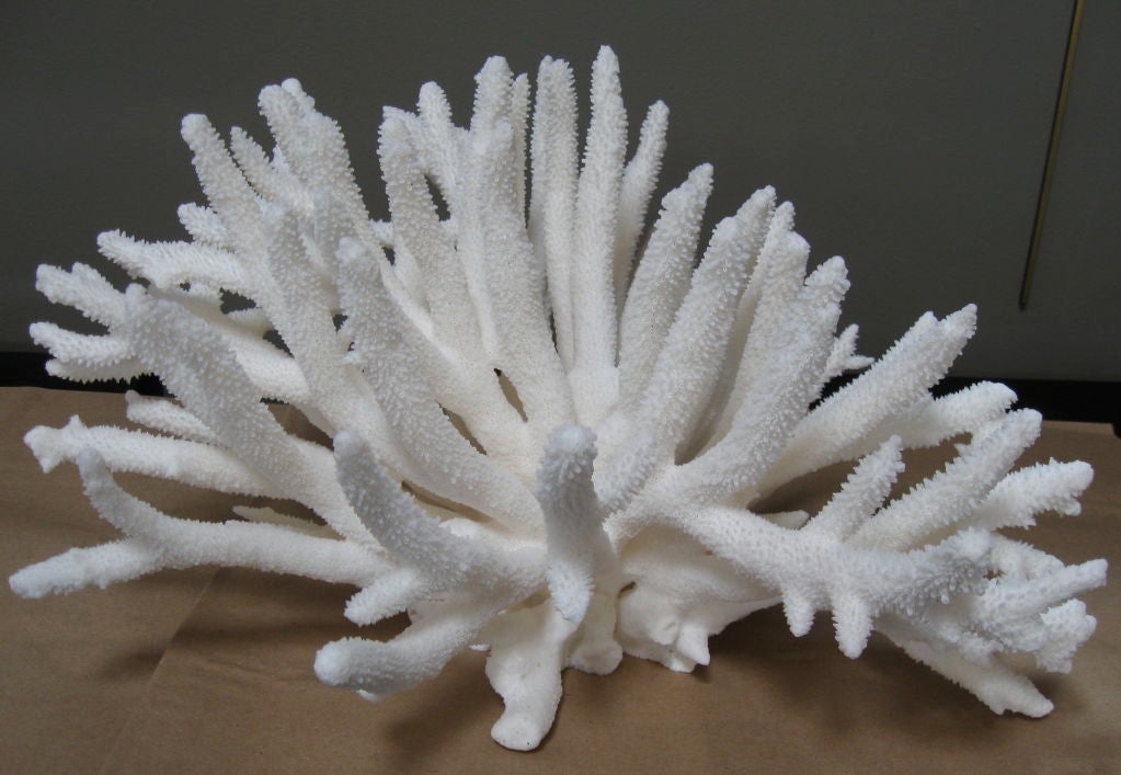 Beautiful piece of natural coral, staghorn variety.  Similar variations of octopus and branch coral are shown in images 3-6.<br />
Many other varieties, sizes and price points available.  Contact dealer.<br />
DIMENSIONS AND PRICE SHOWN BELOW IS