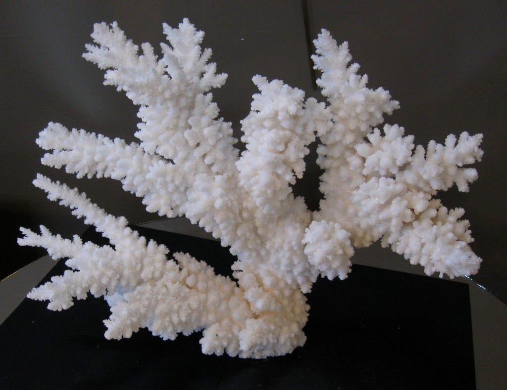 20th Century COLLECTION OF NATURAL CORAL