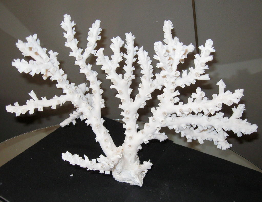 COLLECTION OF NATURAL CORAL 1