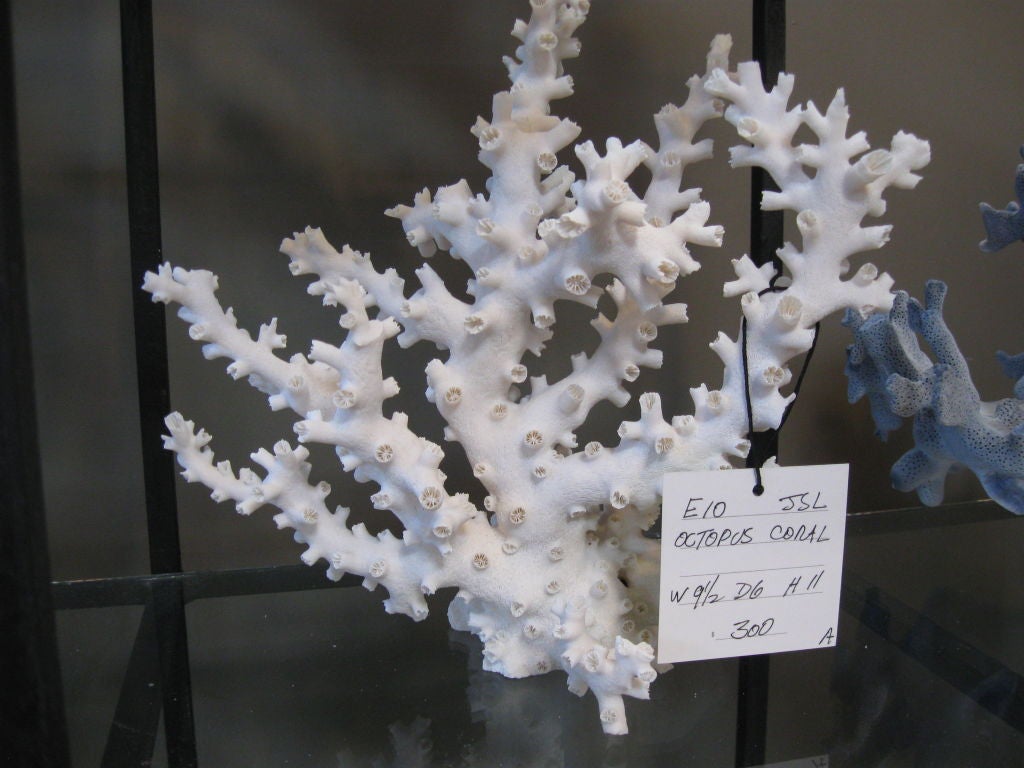 COLLECTION OF NATURAL CORAL 2