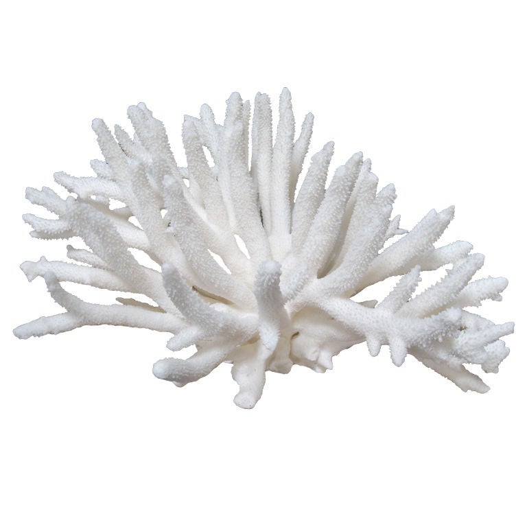 COLLECTION OF NATURAL CORAL at 1stdibs