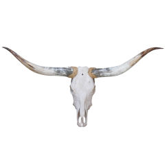 POLISHED HORNS WITH STEER HEAD