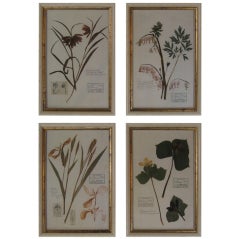 COLLECTION OF SIX BOTANICAL SPECIMENS / HERBARIUMS