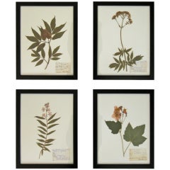 COLLECTION OF BOTANICAL SPECIMENS / HERBARIUMS