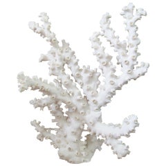 Collection Of Natural Coral - Octopus Variety