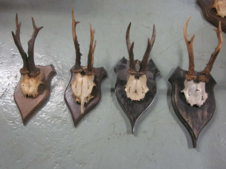 Black Forest 4 French Alpine Mounted Deer Antler / Horns For Sale