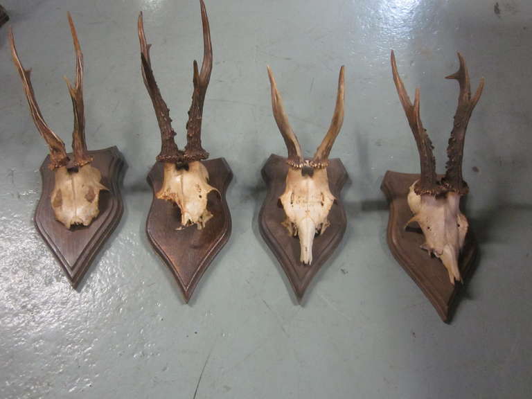 4 French Alpine Mounted Deer Antler / Horns In Good Condition For Sale In New York, NY