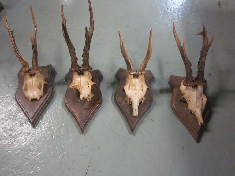4 French Alpine Mounted Deer Antler / Horns In Good Condition In New York, NY