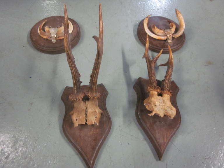 4 French Alpine Mounted Deer Antler / Horns 1