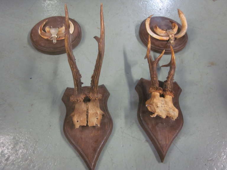 4 French Alpine Mounted Deer Antler / Horns For Sale 1