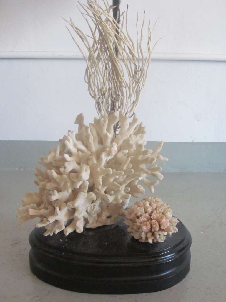 Complementary pair of authentic French midcentury sea coral table lamps attributed to Jean-Charles Moreux and set against a sea grass background and various white and rose corals in the foreground. 

Natural rustic presentation. Bases are