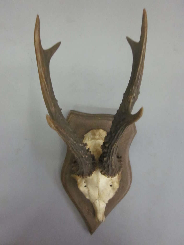 mounted deer antlers for sale