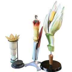 Wood Botanical Studies 7
