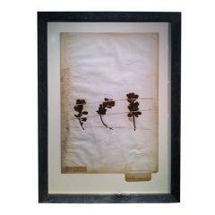 19th century Framed Botanical. Study #12