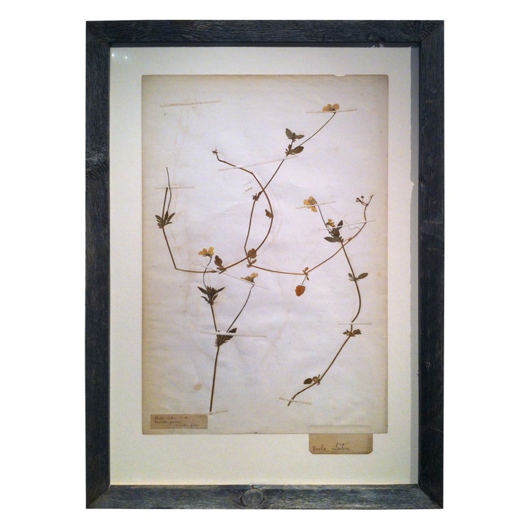 19th century Framed Botanical. Study #11