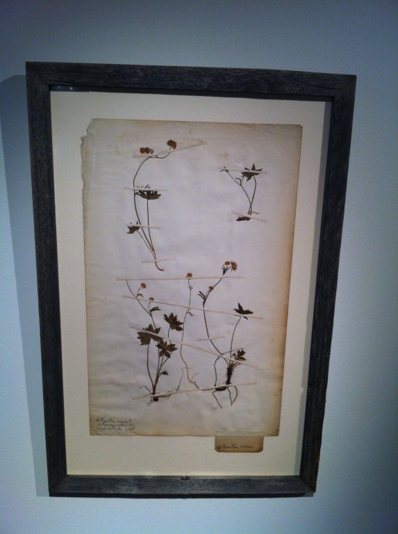 French Botanical study of various flora from the middle of the 19th century, plate includes species identification. The frame is from reclaimed wood. Part of a collection of 4 plates. Price is for one.