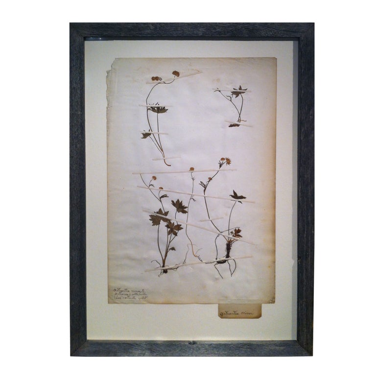 19th Century Framed Botanical. Study #10
