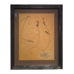 Framed Botanical. Study #6 11