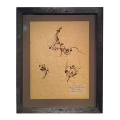 Framed Botanical. Study #5